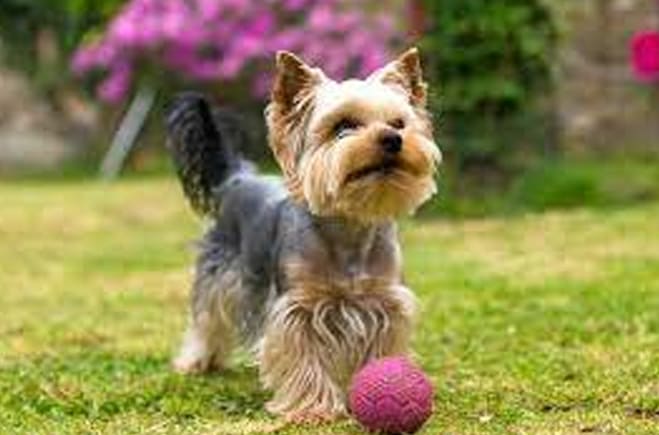 Raleway: Yorkshire Terriers 3 Health and Longevity