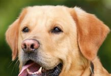 Labrador Retrievers: Comprehensive Guide to Family Dog Labrador Retrievers