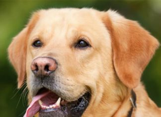 Labrador Retrievers: Comprehensive Guide to Family Dog Labrador Retrievers