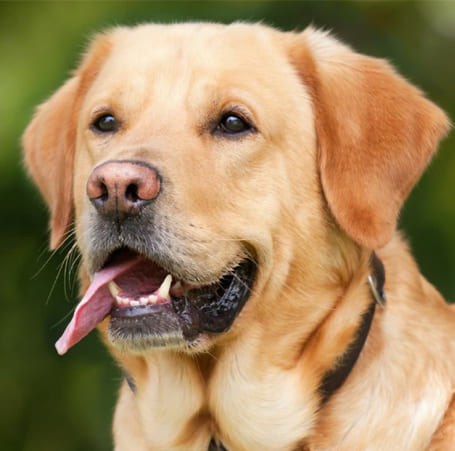 Labrador Retrievers: Comprehensive Guide to Family Dog 1 Labrador Retrievers