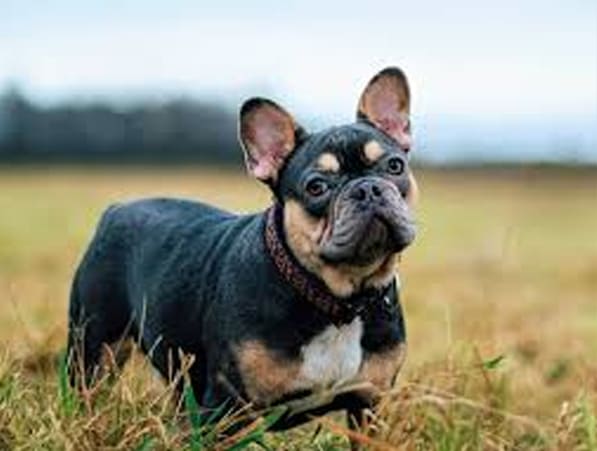 French Bulldogs: Why Most Beloved Breeds 3 Main Facts About French Bulldogs
