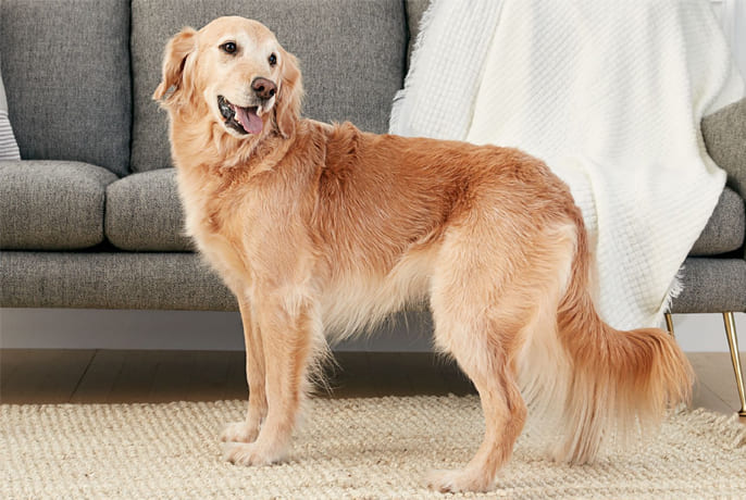 Golden Retrievers: Loyal Companions with a Golden Heart 3 Main Facts About Golden Retrievers