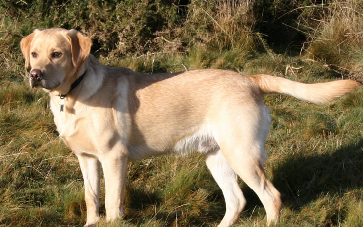 Labrador Retrievers: Comprehensive Guide to Family Dog 3 Main Facts About Labrador Retrievers