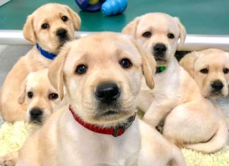 Pup: Meaning, Synonyms, Antonyms, Facts Pup Meaning, Synonyms, Antonyms, Facts