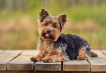Raleway: Yorkshire Terriers Raleway Yorkshire Terriers