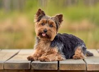Raleway: Yorkshire Terriers Raleway Yorkshire Terriers