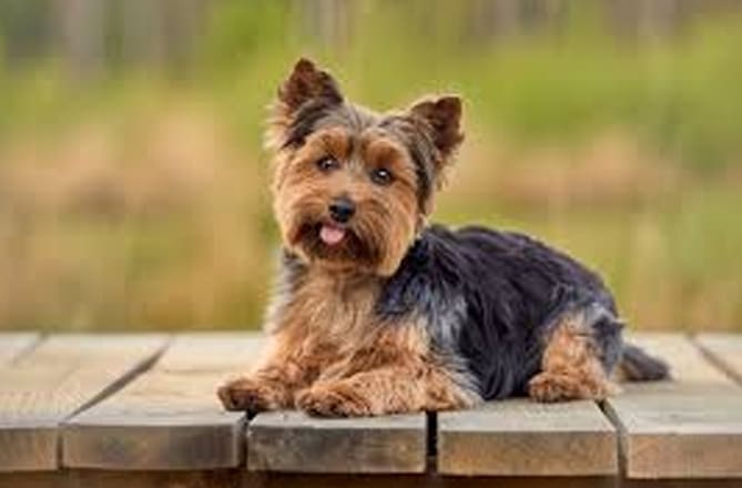 Raleway: Yorkshire Terriers 1 Raleway Yorkshire Terriers