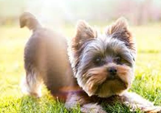 Raleway: Yorkshire Terriers 2 Size Doesn’t Diminish Courage