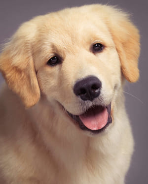 Golden Retrievers: Loyal Companions with a Golden Heart 2 Why Golden Retrievers Are So Beloved