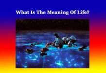 What Is The Meaning Of Life? What Is The Meaning Of Life