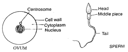 Class 12 Anthropology Chapter 1 Cell Theory Solutions 2 human cell