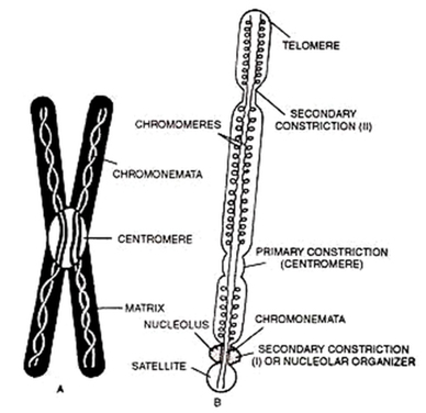Class 12 Anthropology Chapter 1 Cell Theory Solutions 3 human chromosome